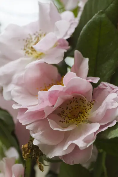 Roses in the garden — Stock Photo, Image