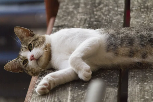 Şirin kedi. — Stok fotoğraf