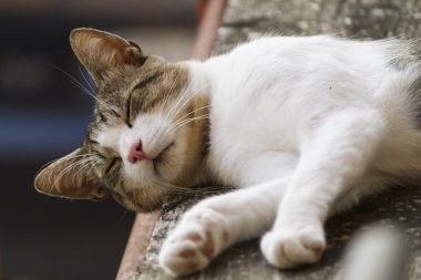 Şirin kedi.