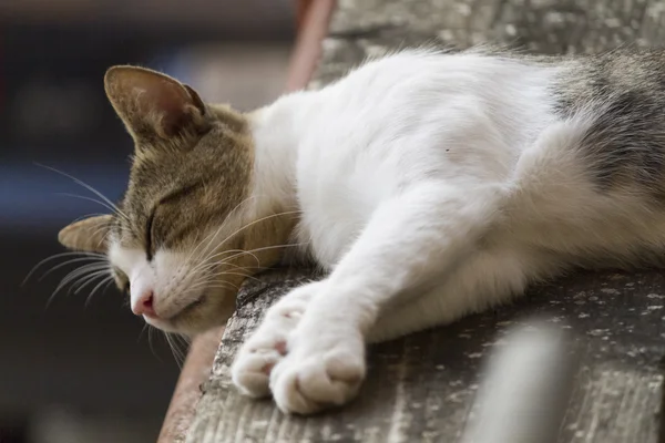 Şirin kedi.