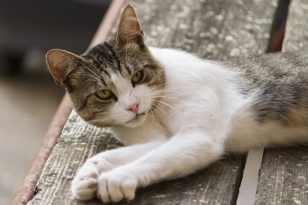 Lindo gato —  Fotos de Stock