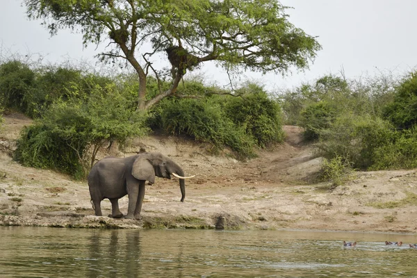 Elephant in the african savannah — Stock Photo, Image