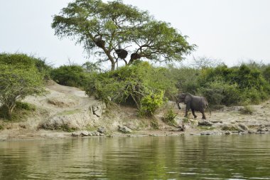Afrika savanındaki fil.