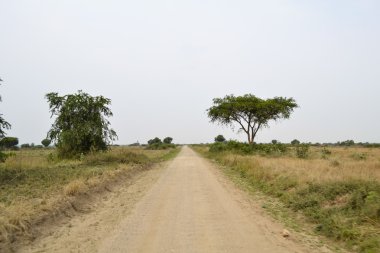 Afrika savana yolda