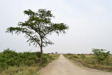 Afrika savana yolda