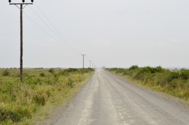 Afrika savana yolda