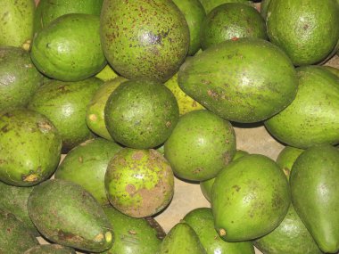 Avokado