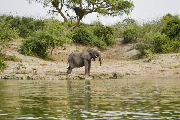 Elefant in der afrikanischen Savanne — Stockfoto