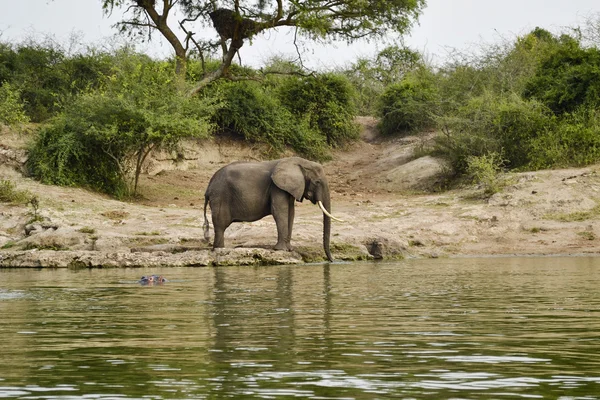 Elephant in the african savannah — Stock Photo, Image