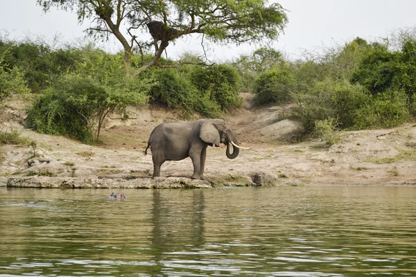 Elephant in the african savannah — Stock Photo, Image