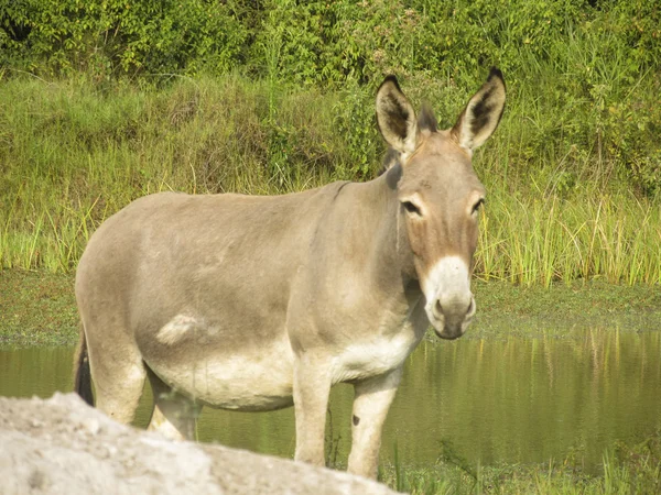 Esel auf der Wiese — Stockfoto