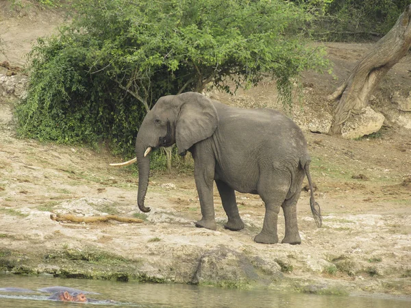 Elefant in der afrikanischen Savanne — Stockfoto