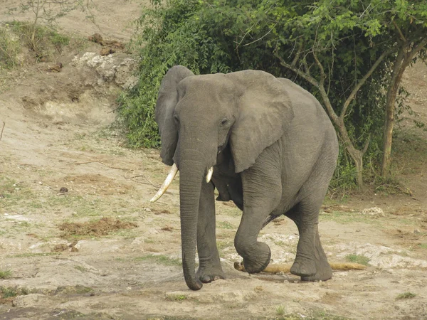 Éléphant dans la savane africaine — Photo