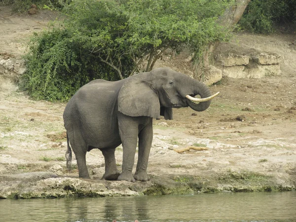 Elefant in der afrikanischen Savanne — Stockfoto