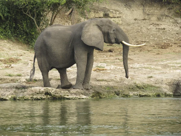 Elefant in der afrikanischen Savanne — Stockfoto