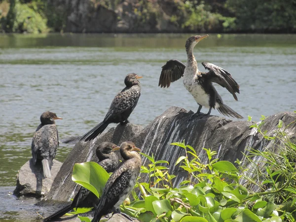 Cormorant on lake — Stock Photo, Image