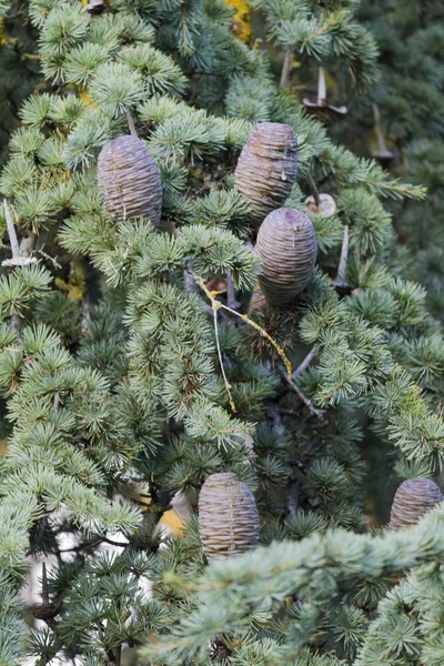 Cone na floresta — Fotografia de Stock