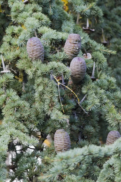 Cone in the forest — Stock Photo, Image