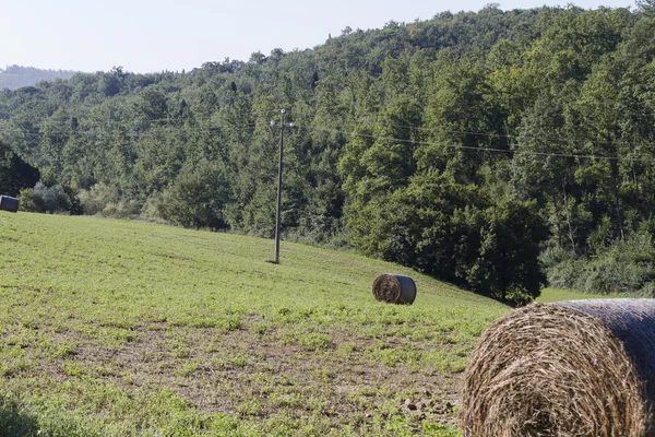 Hay in the countryside — Stock Photo, Image