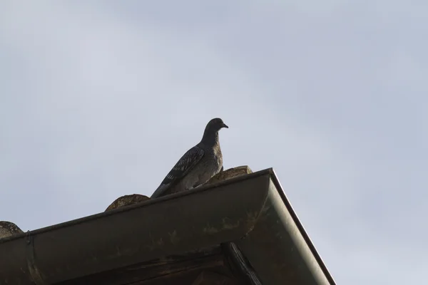 Gołąb na dachu — Zdjęcie stockowe