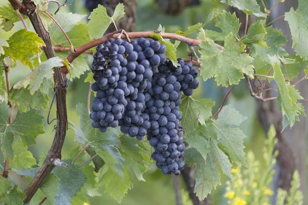 Uva y viñedo — Foto de Stock