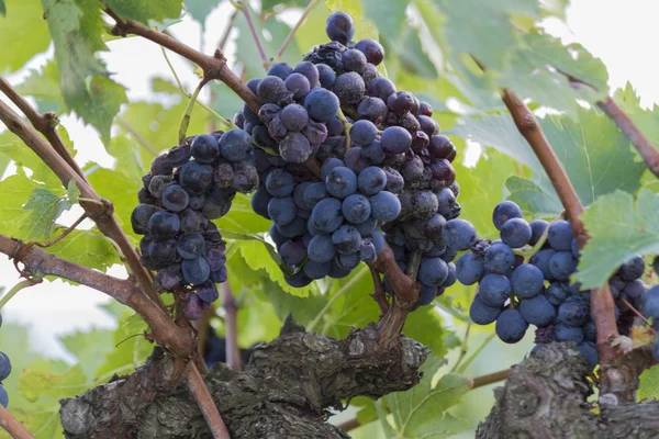 Uva e vinha — Fotografia de Stock