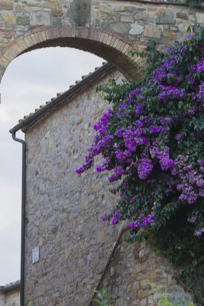 Scenic bougainvillea — Stock Photo, Image