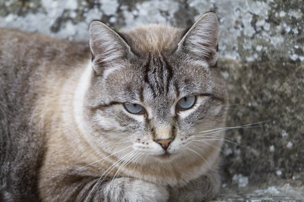 Um gato bonito — Fotografia de Stock