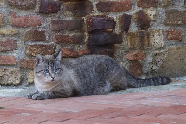 En söt katt — Stockfoto