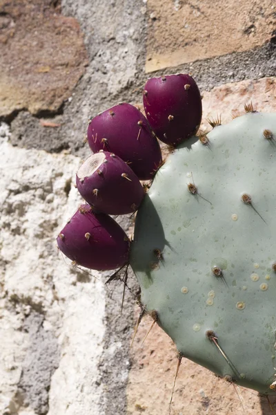 Cactus in bloei — Stockfoto