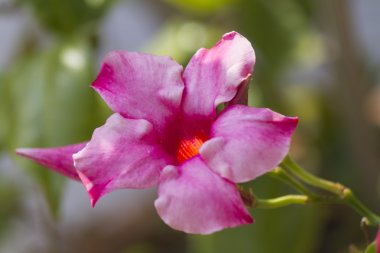 Bahçedeki pembe zakkum