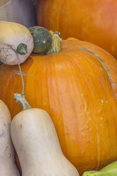 In de tuin voor halloween pompoen — Stockfoto