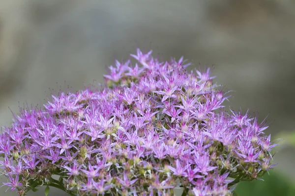 Roze bloem in de tuin — Stockfoto