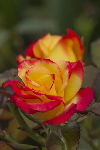 Rosas en el jardín — Foto de Stock