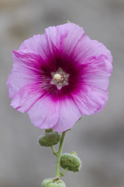 Virág a kertben — Stock Fotó