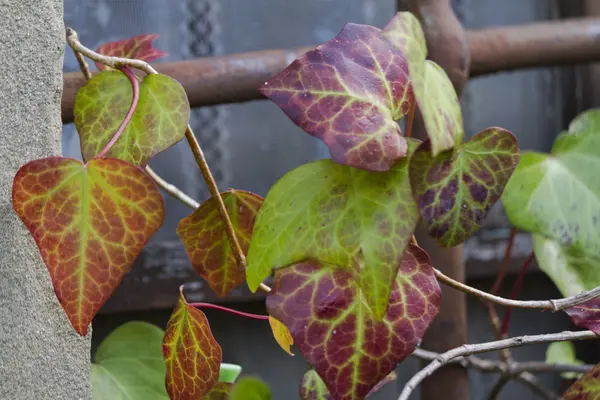 Foglia d'autunno — Foto Stock