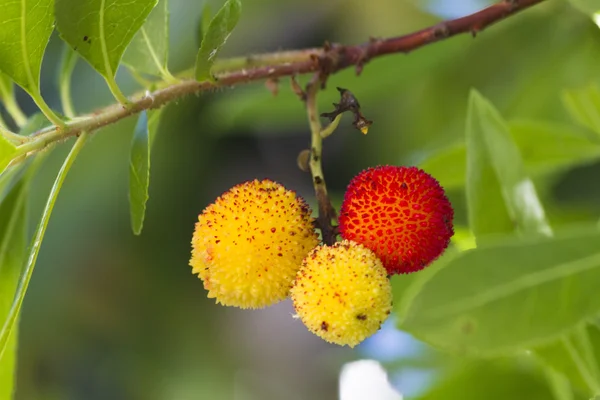 Arbutus на дереві — стокове фото