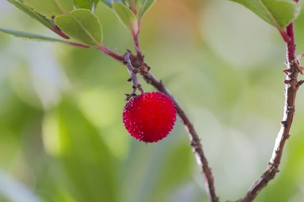 Arbousier sur l'arbre — Photo