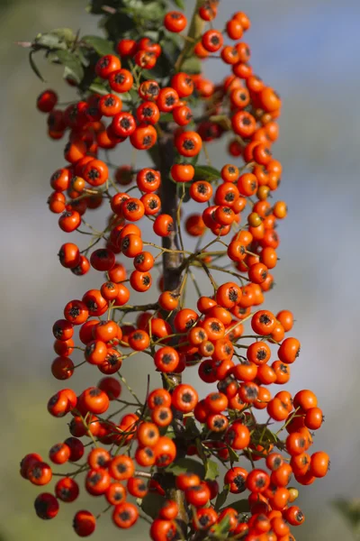 Baies rouges dans le jardin — Photo