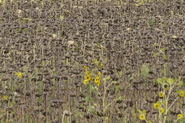 Kurutulmuş ayçiçeği tarlası — Stok fotoğraf