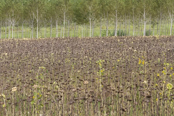 Gedroogde zonnebloemveld — Stockfoto