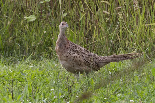 Pheasant in the meadow — Stock Photo, Image