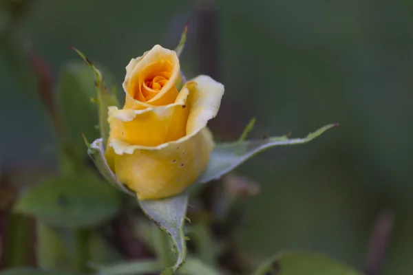 Rozen in de tuin — Stockfoto