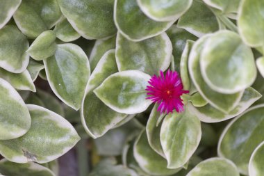 Cam vazo içinde sunulan lezzetli bitki