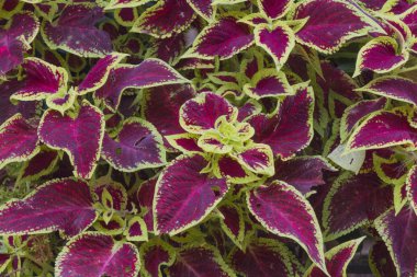 Bahçedeki Coloredm yaprak