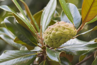 İlkbaharda açan manolya çiçekleri