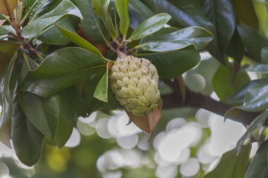 İlkbaharda açan manolya çiçekleri