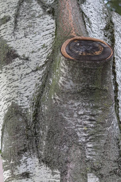 Boomstam — Stockfoto