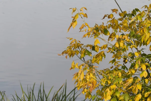 Hoja de otoño —  Fotos de Stock