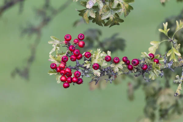 Baies rouges dans le jardin — Photo